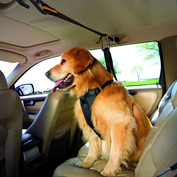 Dual-Purpose Pet Safety Belt Car Lanyard